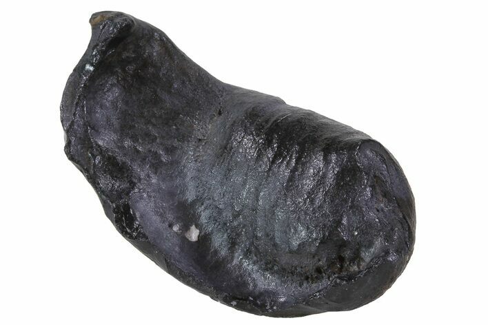 Fossil Whale Ear Bone - Miocene #69678